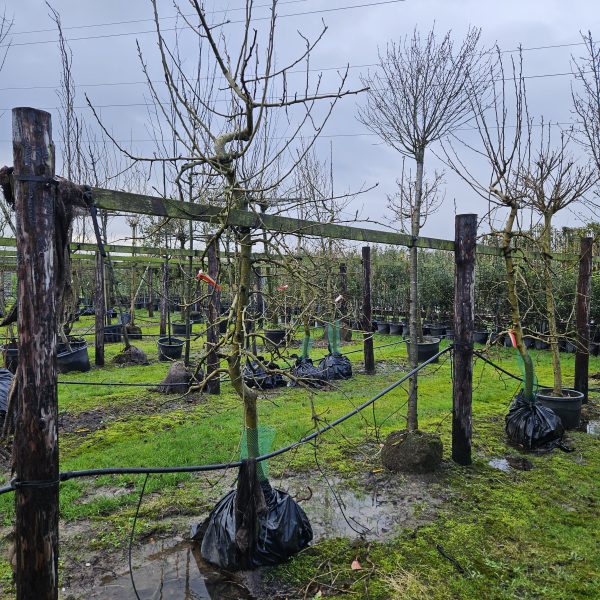 oude appelboom