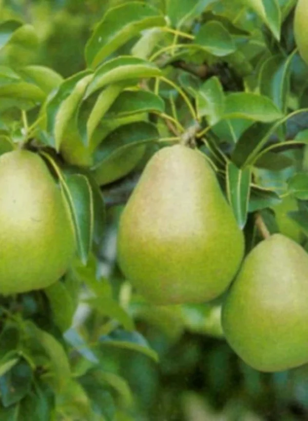 Peren Doyenne du Comice