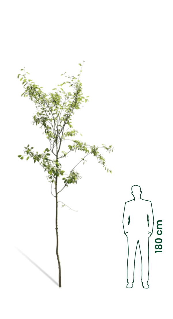 Krentenboom | Amelanchier Lamarkii