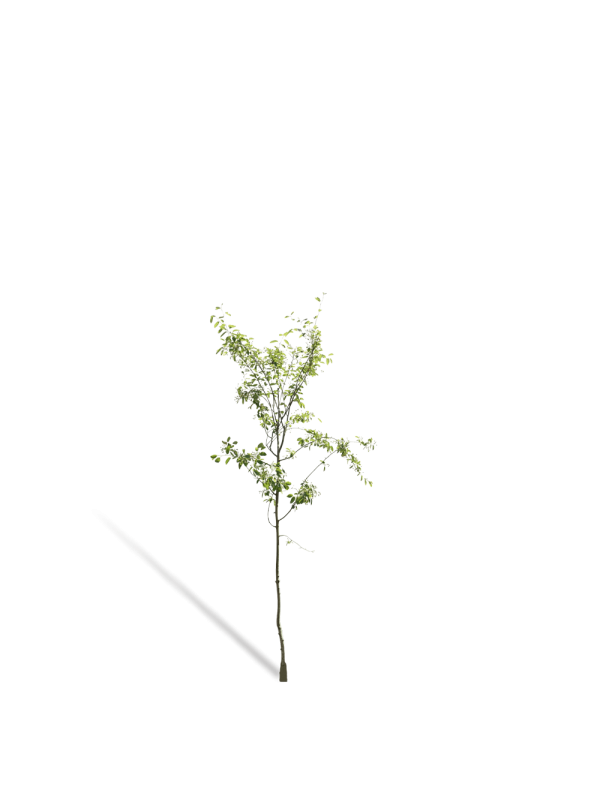 Sneeuwklokjesboom | Halesia carolina