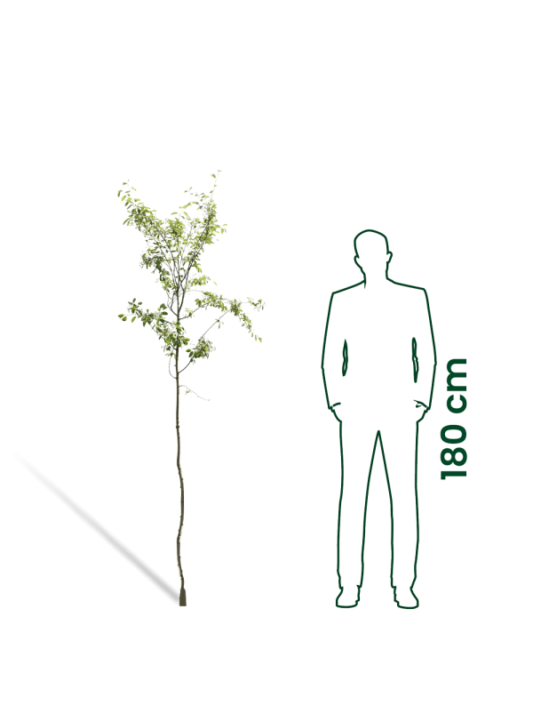 Sneeuwklokjesboom | Halesia carolina