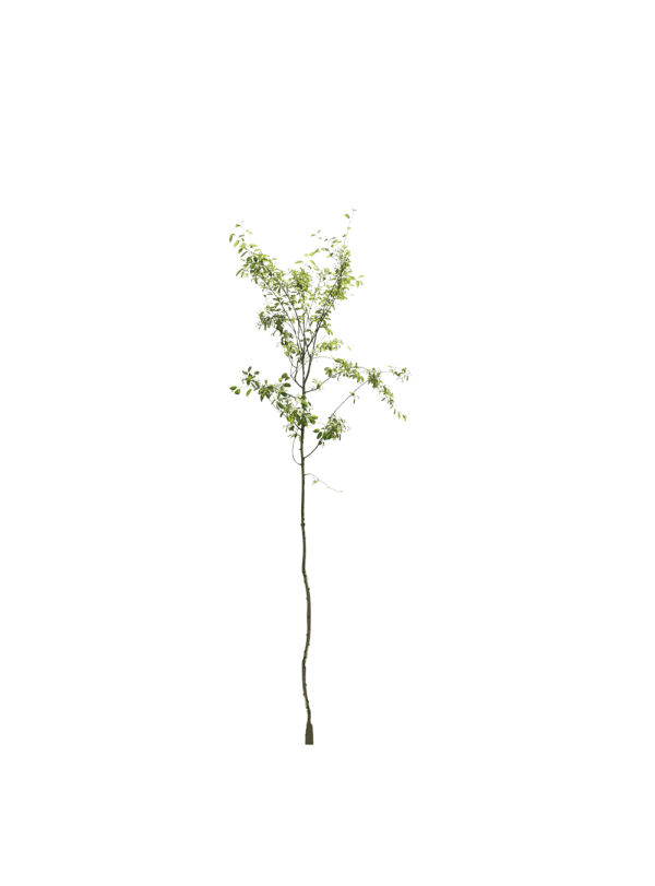 Sneeuwklokjesboom | Halesia carolina