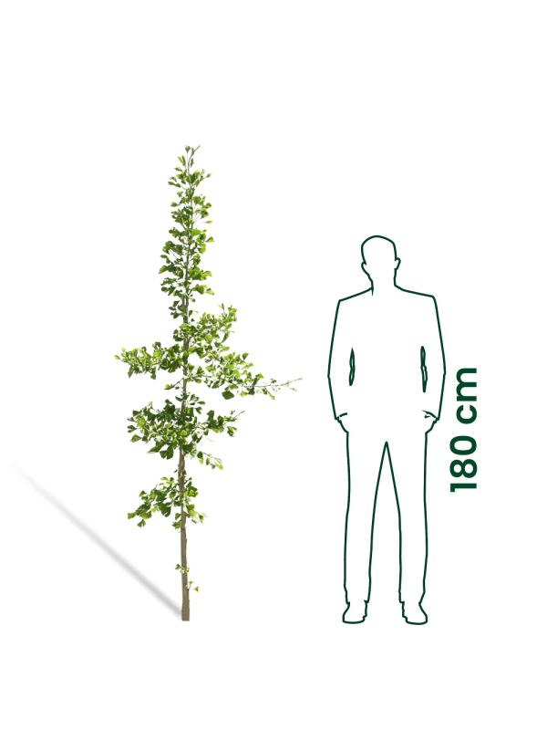 Japanse notenboom | Ginkgo biloba