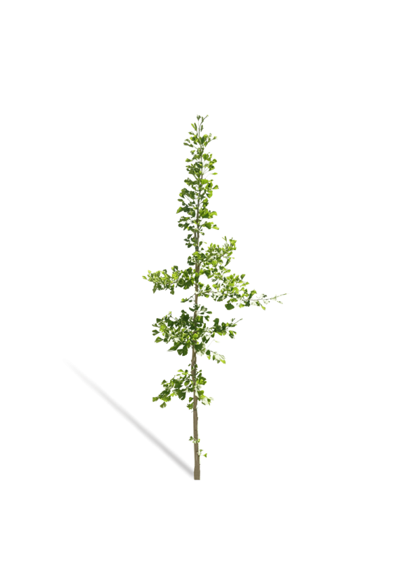 Japanse notenboom | Ginkgo biloba
