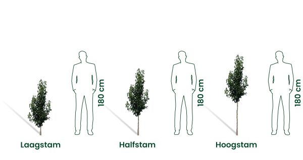 Sierpeer | Pyrus calleryana Chanticleer