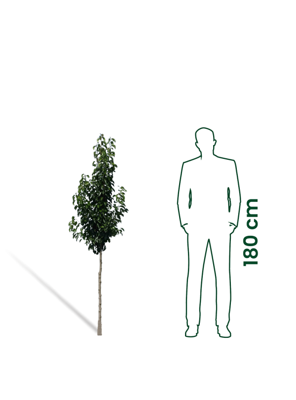 Sierpeer | Pyrus calleryana Chanticleer