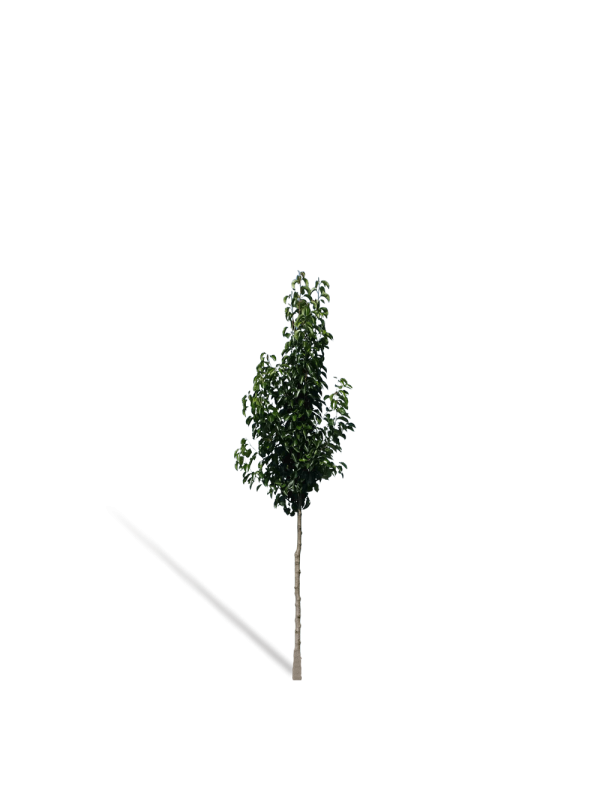Sierpeer | Pyrus calleryana Chanticleer