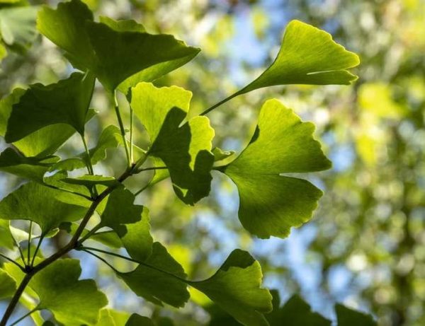Japanse notenboom | Ginkgo biloba | Stamomtrek: 12-14 cm - Afbeelding 2