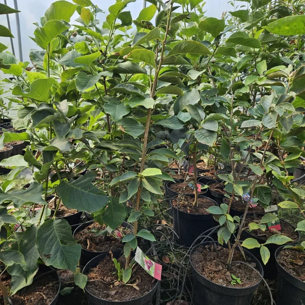 Beverboom | Magnolia Brooklynensis Yellow Bird | Stamomtrek: 4-6 cm - Afbeelding 2