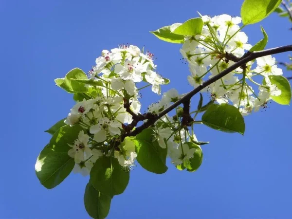 Sierpeer | Pyrus calleryana Chanticleer | Stamomtrek: 14-16 cm - Afbeelding 2