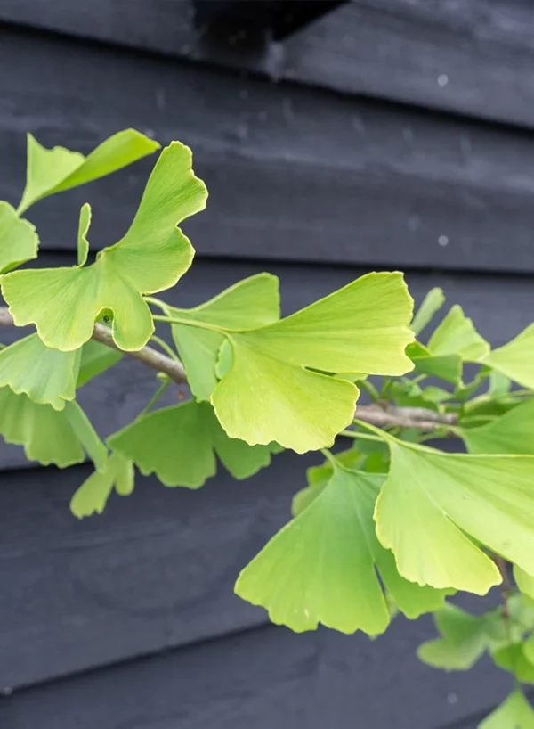 Japanse notenboom | Ginkgo biloba | Stamomtrek: 12-14 cm - Afbeelding 4
