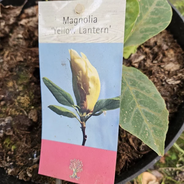 Beverboom | Magnolia Brooklynensis Yellow Bird | Stamomtrek: 4-6 cm - Afbeelding 3