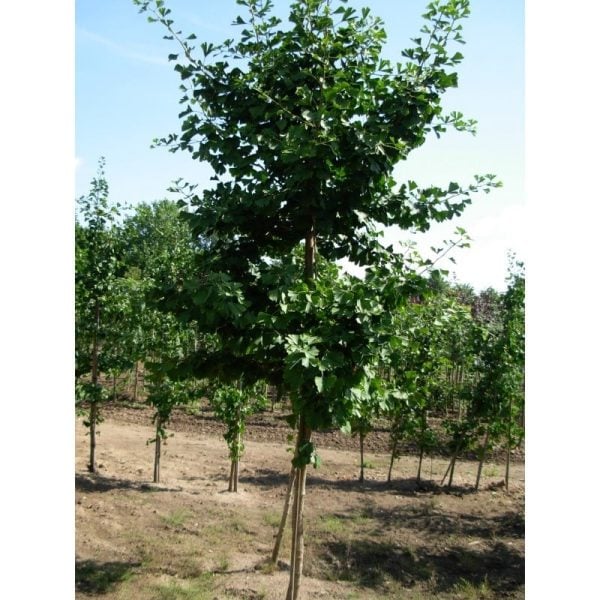 Japanse notenboom | Ginkgo biloba | Stamomtrek: 12-14 cm - Afbeelding 3