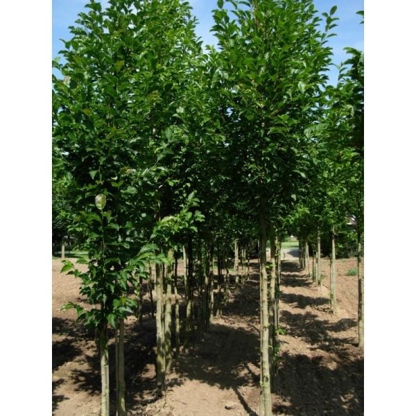 Beverboom | Roze Magnolia susan | Stamomtrek: 6-8 cm - Afbeelding 2