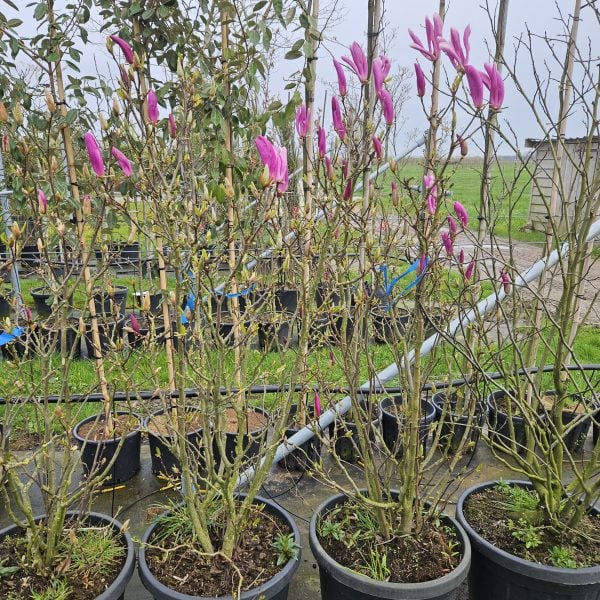 Beverboom | Roze Magnolia susan | Stamomtrek: 6-8 cm - Afbeelding 4