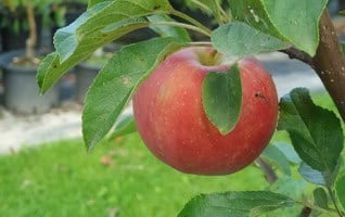 Malus domestica ‘Elstar’
