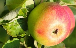 Malus domestica 'Alkmene'