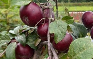 Malus domestica ‘Api Noir’