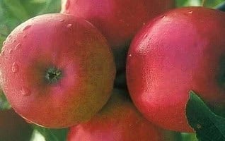 Malus domestica ‘Ecolette’