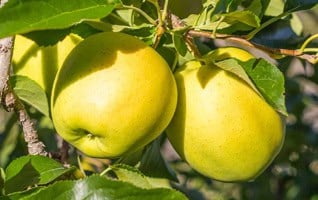Malus domestica 'Golden Delicious'