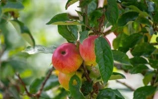 Malus domestica 'Jonagold'