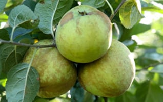 Malus domestica 'Lunterse Pippeling'