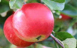 Malus domestica 'Rode Boskoop'