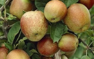 Malus domestica 'Schone van Boskoop'