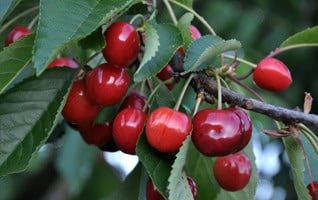 Prunus avium 'Bigarreau Napoleon'