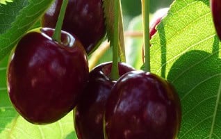 Prunus avium 'Early Rivers'