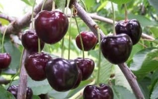 Prunus avium ‘Kordia’
