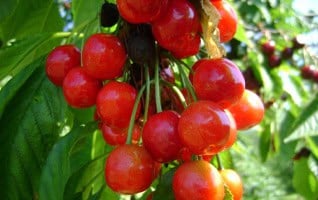 Prunus avium 'Morel'