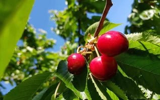 Prunus avium 'Regina'