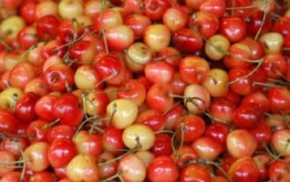 Prunus avium 'Udense Spaanse'