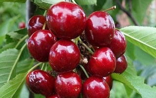 Prunus avium 'Van'