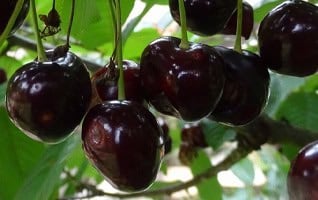 Prunus avium 'Varikse Zwarte'