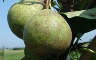 Prunus communis 'Kleipeer'