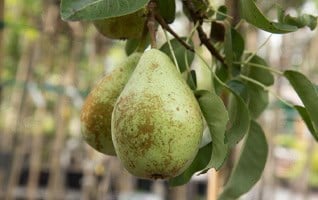Prunus communis 'Triomphe de Vienne'