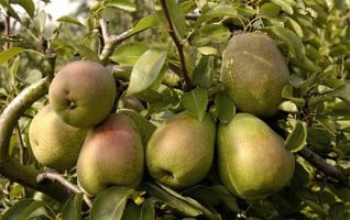 Pyrus communis 'Beurre Alexandre Lucas'