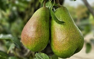 Pyrus communis 'Bonne Louise d'Avranches'