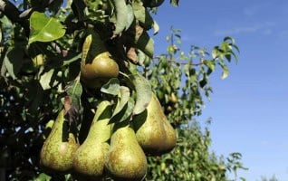 Pyrus communis ‘Conference’