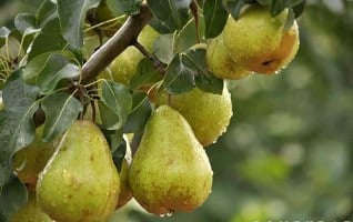 Pyrus communis ‘Doyenné du Comice’
