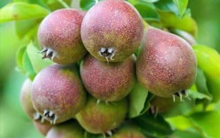 Pyrus communis ‘Gieser Wildeman’
