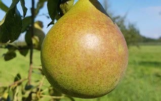 Pyrus communis 'Saint Remy'