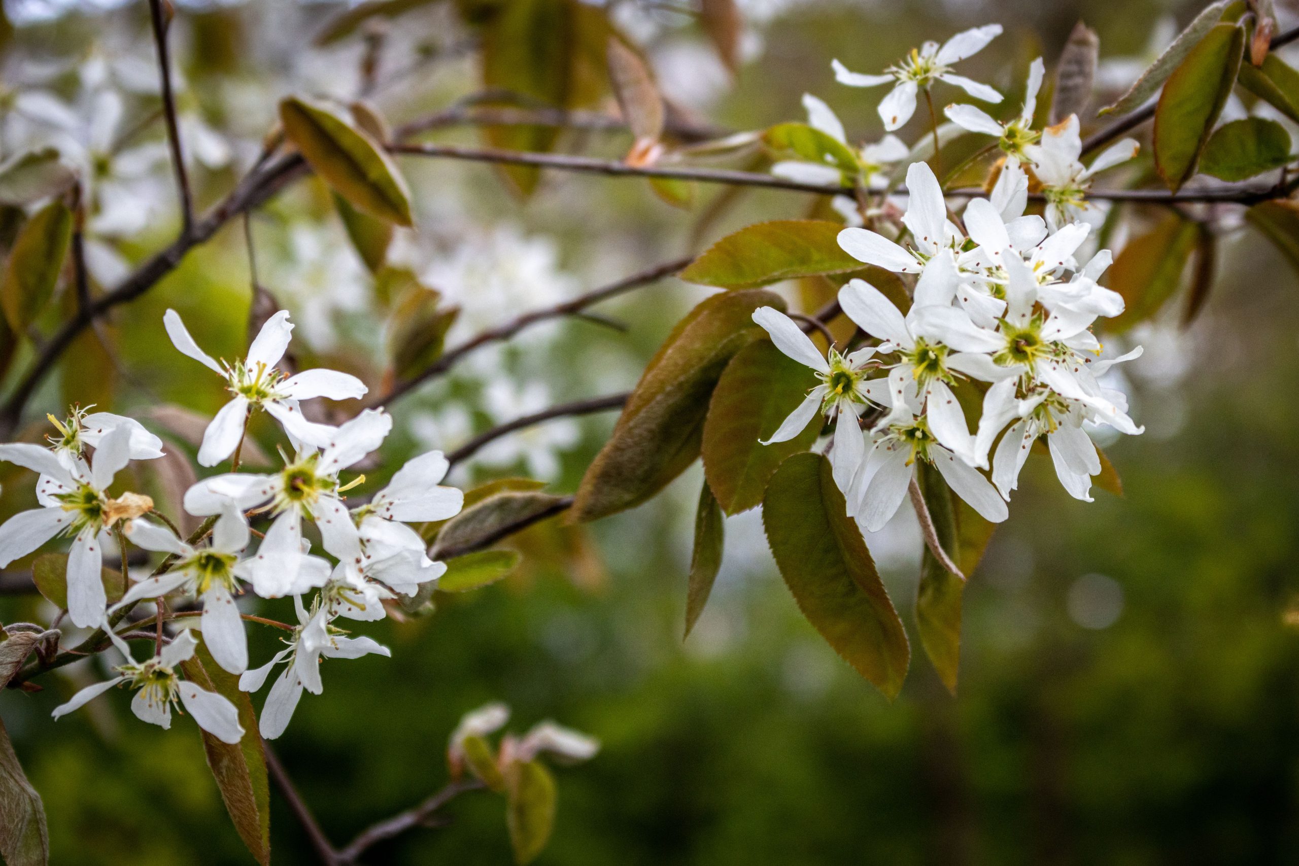 Krentenboom