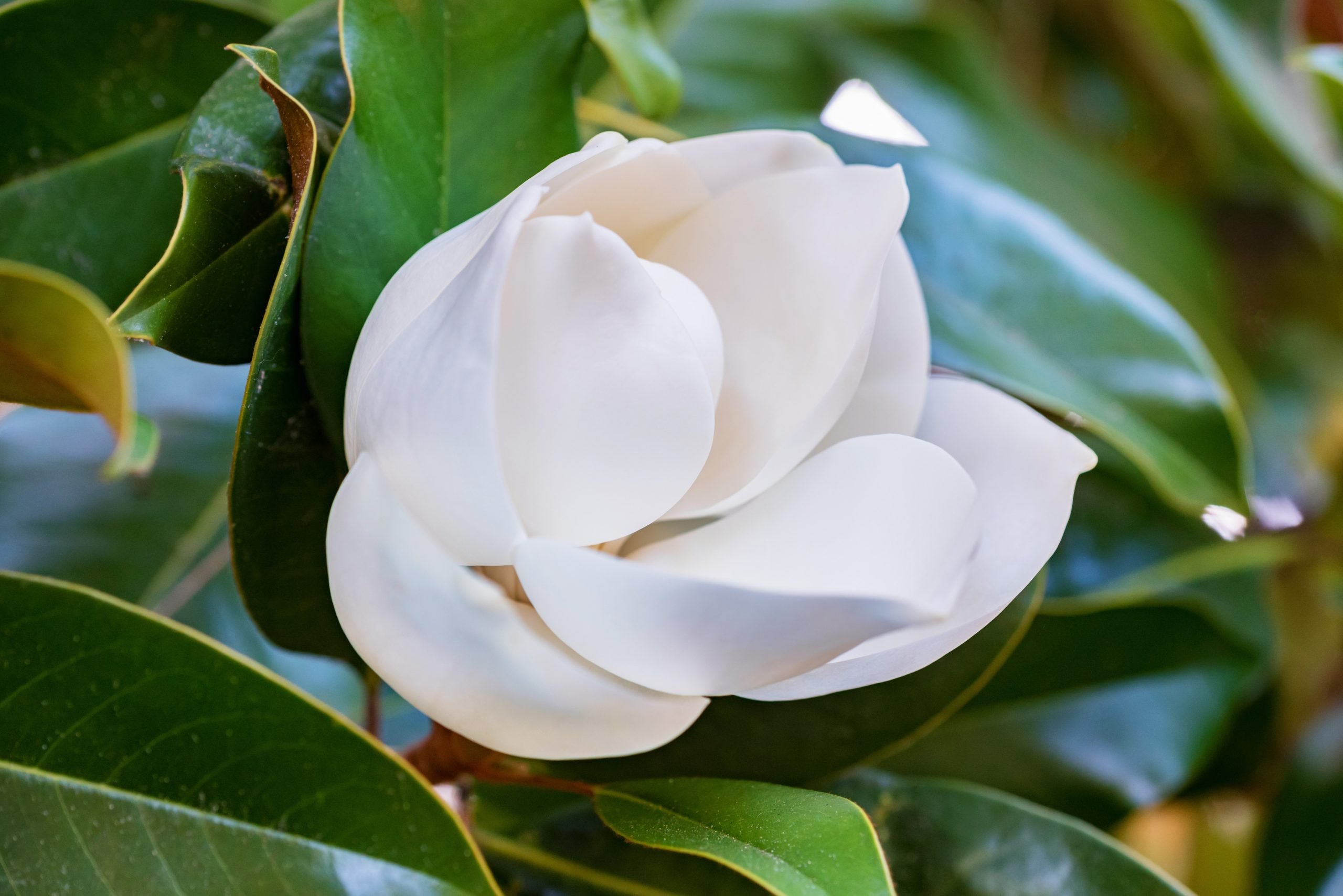 Magnolia bomen