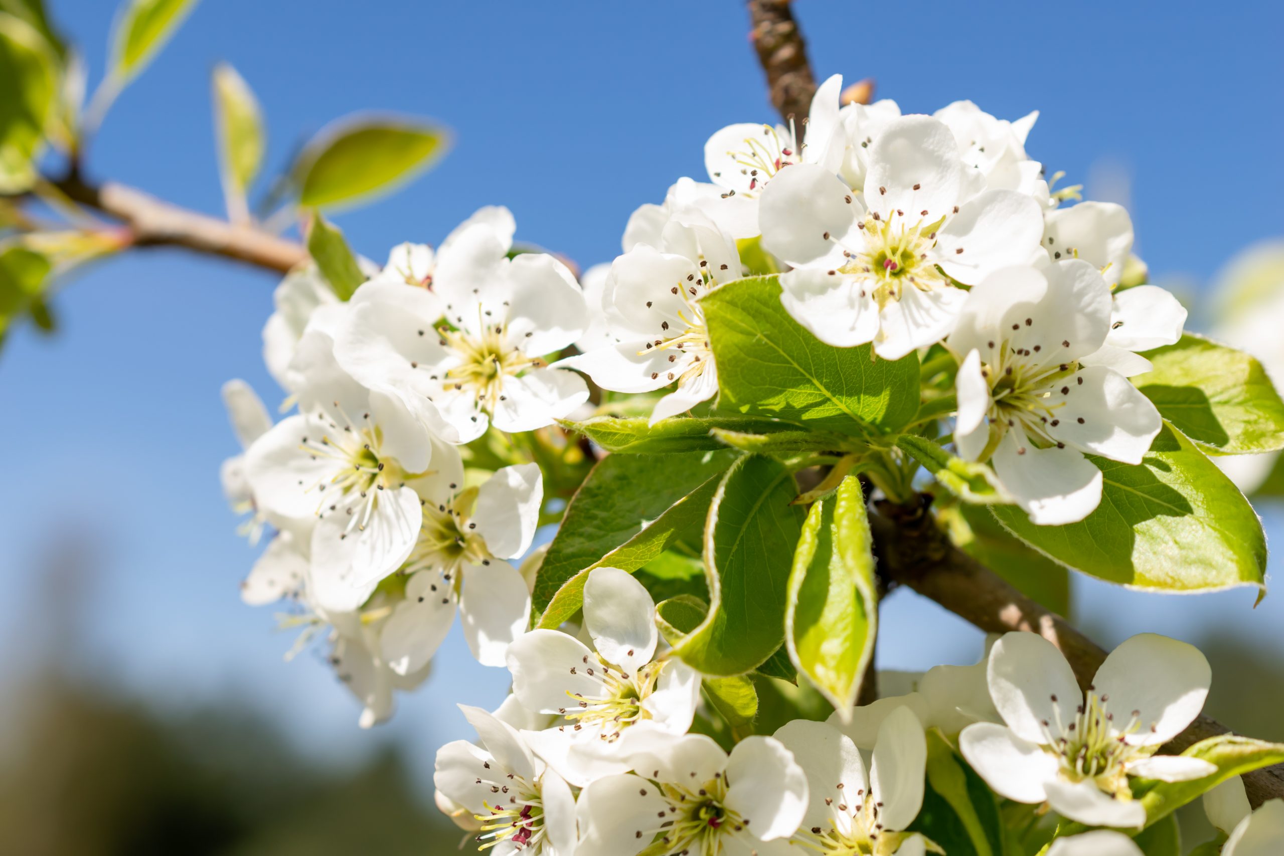 Sierpeer (Pyrus)